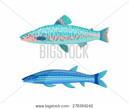 Jack Dempsey Fish And Blue Long Mackerel Marine Fish Set. Tropical Creatures With Pattern On Soft Bo