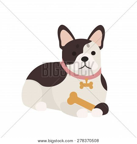 Adorable French Bulldog With Bone. Lying Cute Adorable Purebred Dog Or Puppy Isolated On White Backg