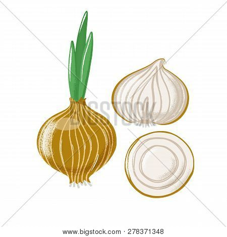 Bulb Onion Set - Whole, Half And Sliced, Top And Side View, Textured Vector Illustration Isolated On