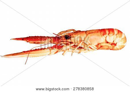 Langoustine , Nephrops Norvegicus, Dublin Bay Prawn Or Norway Lobster Isolated On A White Background