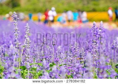 Beautiful Blooming Purple Salvia (blue Sage) Flower Field In Outdoor Garden.blue Salvia Is Herbal Pl