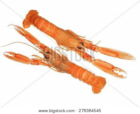 Langoustine , Nephrops Norvegicus, Dublin Bay Prawn Or Norway Lobster Isolated On A White Background