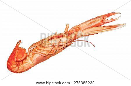 Langoustine , Nephrops Norvegicus, Dublin Bay Prawn Or Norway Lobster Isolated On A White Background