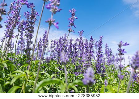 Beautiful Blooming Purple Salvia (blue Sage) Flower Field In Outdoor Garden.blue Salvia Is Herbal Pl