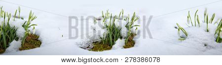 White Snowdrop Flowers Under The Snow. Nature Background.