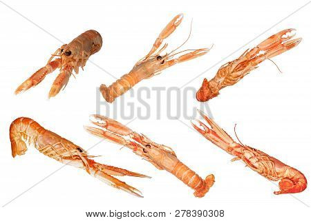 Set Of Langoustines , Nephrops Norvegicus, Dublin Bay Prawn Or Norway Lobsters Isolated On A White B