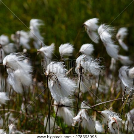 White Blossom Natural Cotton Grass (eriophorum), Green Meadow, Sunshine