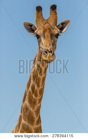 Front View Portrait Natural Male Giraffe Neck And Head, Blue Sky