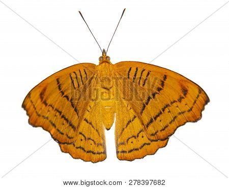 Isolated Tabby Butterfly (pseudergolis Wedah) In Dorsal View On White Background