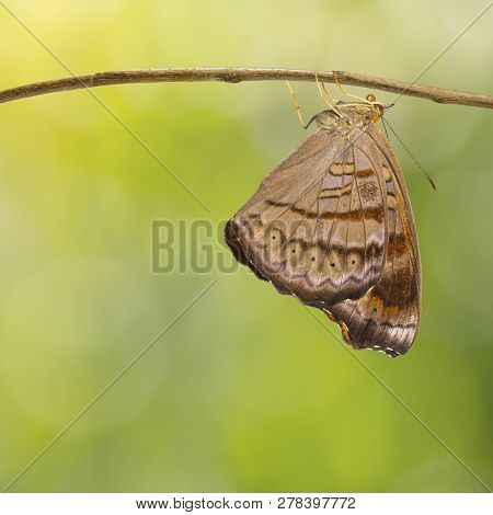 Emerged Tabby Butterfly (pseudergolis Wedah) Hanging On Twig