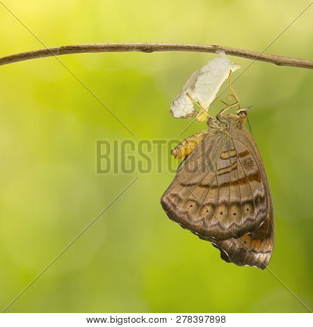 Emerged Tabby Butterfly (pseudergolis Wedah) Hanging On Twig