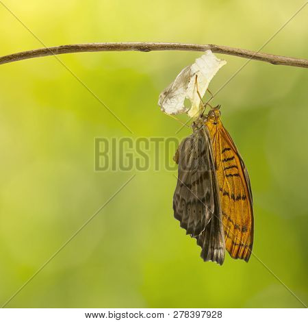 Emerged Tabby Butterfly (pseudergolis Wedah) Hanging On Twig