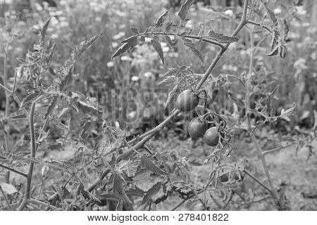 Three Tomatoes On A Tomato Plant, Still Bearing The Dried Flower On The End Of The Fruit. Allotment 