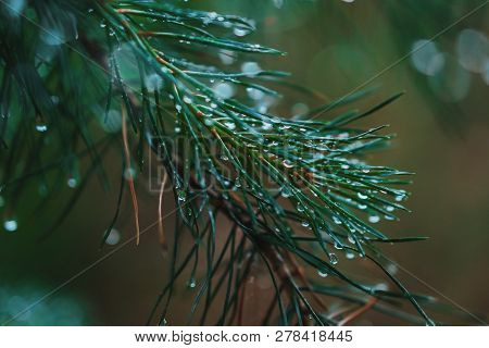 A Bright Evergreen Pine Tree Green Needles Branches