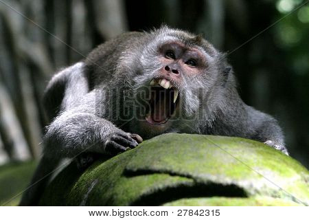 Ubud Monkey