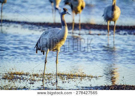 Common Crane Birds In The Agamon Hula Bird Refuge, Hula Valley, Northern Israel