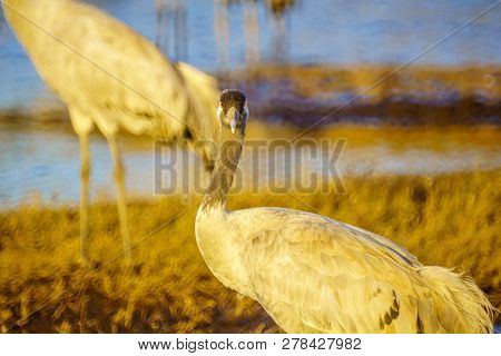 Common Crane Birds In The Agamon Hula Bird Refuge, Hula Valley, Northern Israel