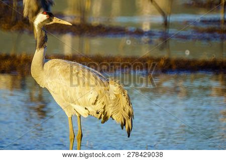 Common Crane Birds In The Agamon Hula Bird Refuge, Hula Valley, Northern Israel