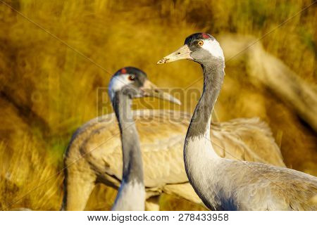 Common Crane Birds In The Agamon Hula Bird Refuge, Hula Valley, Northern Israel