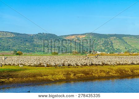 Common Crane Birds In The Agamon Hula Bird Refuge, Hula Valley, Northern Israel