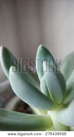 Macro green succulent cactus rejuvenated close-up for background