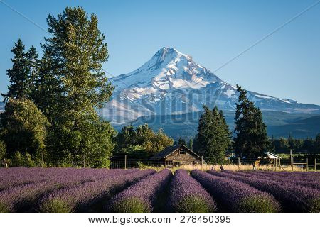 Lavender Flower Field Near Mt. Hood In Oregon, With An Abandoned Barn.