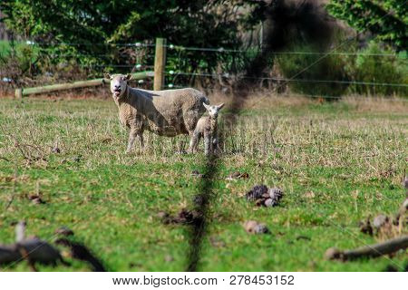 Sheep Family In New Zealand, Ewe And Lamb On Green Field