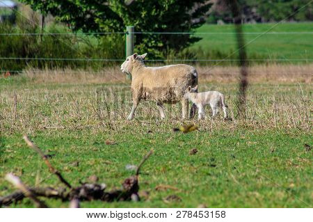 Sheep Family In New Zealand, Ewe And Lamb On Green Field