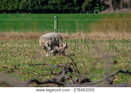 Sheep Family In New Zealand, Ewe And Lamb On Green Field