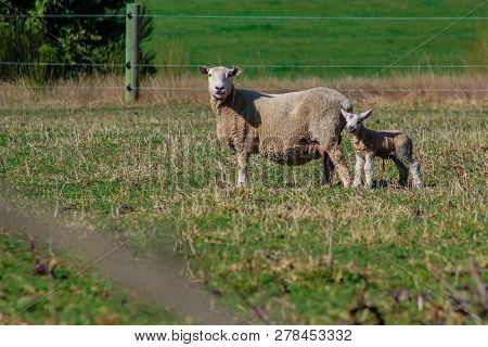 Sheep Family In New Zealand, Ewe And Lamb On Green Field