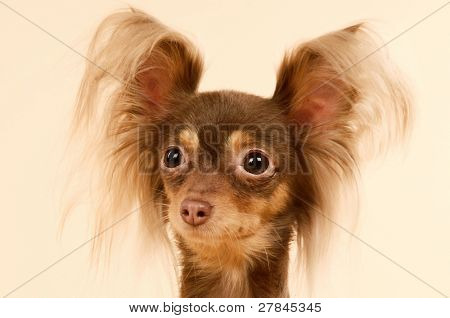 Toi doggy