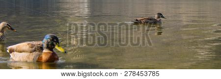 Lake Pearson / Moana Rua Wildlife Refuge, South Island, New Zealand