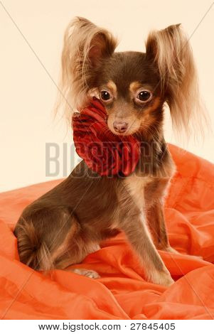 Toi doggy