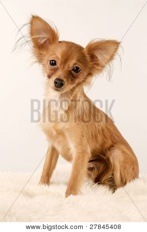 Toi doggy