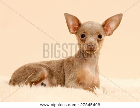Toi doggy