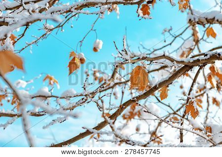 Maple Tree Covered In Snow, Winter Season Detail