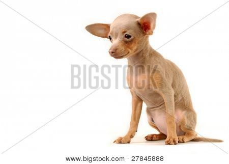 Toi doggy