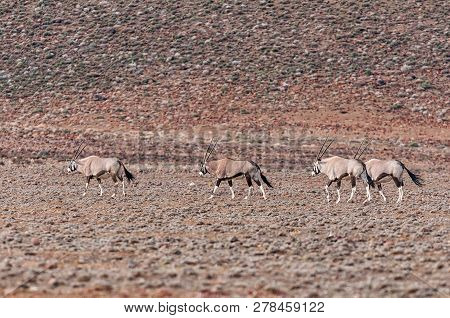 Four Oryx, Oryx Gazella, In The Tankwa Karoo In The Northern Cape Province Of South Africa