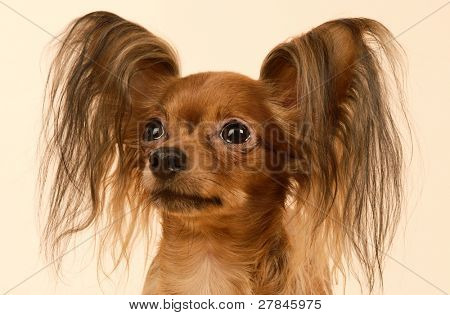Toi doggy