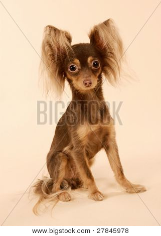 Toi doggy