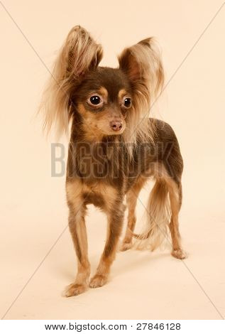 Toi doggy