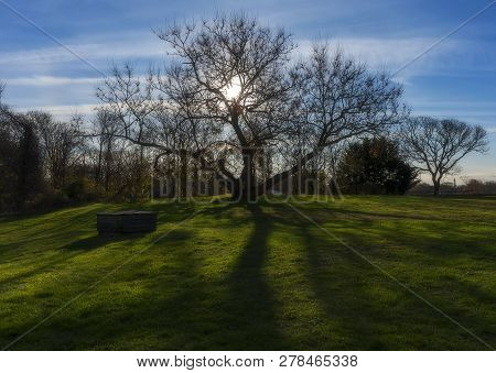 Lonely Tree On Field, Nantucket