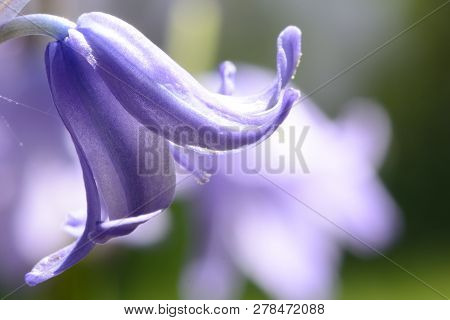 Close Up Of Bluebell Flowers In Bloom