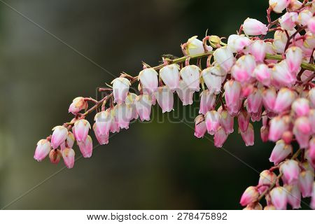 Close Up Of Salal Flowers In Bloom (gaultheria Shallon)