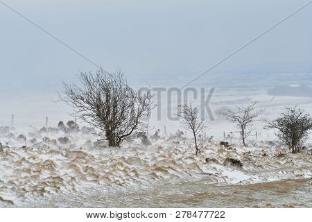 Snow Drifting Through The Trees On Top Of Cheddar Gorge In Somerset