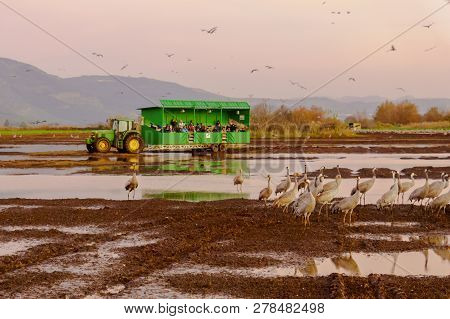 Hula, Israel - January 11, 2019: Safari Wagon Carrying Bird Photographers Watching Crane Birds, In T