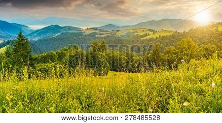 Panorama Of A Beautiful Grassy Meadow In Mountains At Sunset In Evening Light. Spruce Forest On A Hi