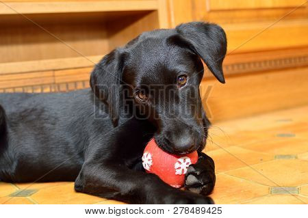 Low Angle View Of A Cute Black Labrador Puppy Chewing A Red Ball