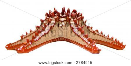 Хохлатая Starfish