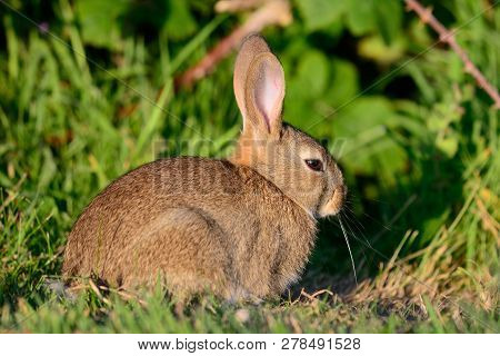 Close Up Of A Baby Rabbit Sitting In A Meadow